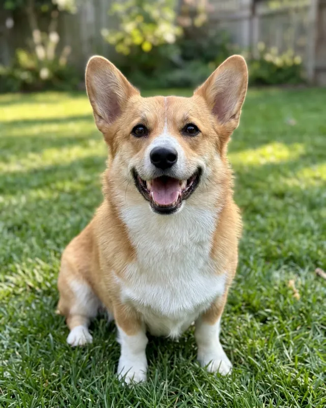 The dog photo used as input